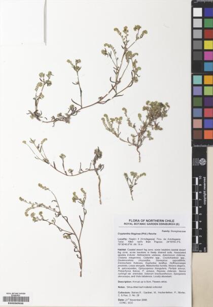 Cryptantha filaginea [Espécimen: ]