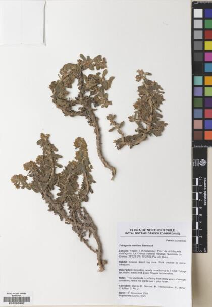 Tetragonia maritima [Espécimen: ]