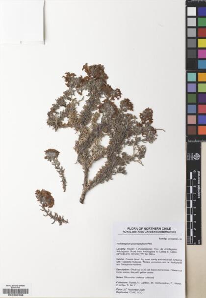Heliotropium pycnophyllum [Espécimen: ]