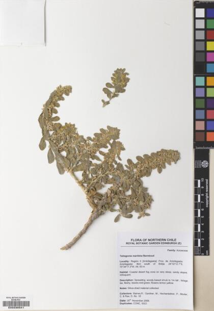 Tetragonia maritima [Espécimen: ]