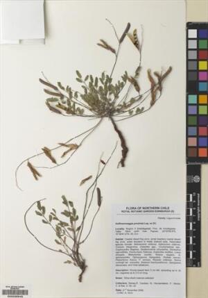 Hoffmannseggia prostrata [Espécimen: ]