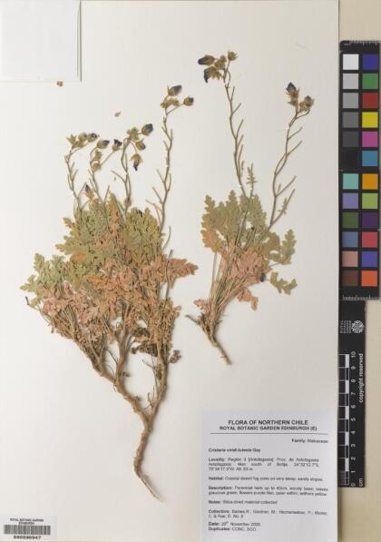Cristaria viridiluteola [Espécimen: ]