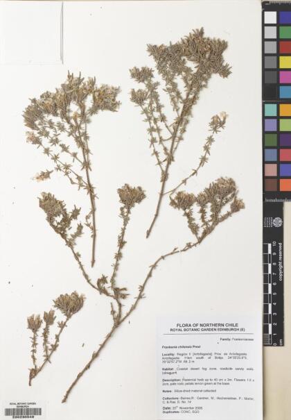 Frankenia chilensis [Espécimen: ]
