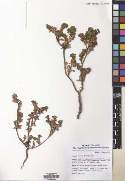 Phacelia cumingii [Espécimen: ]