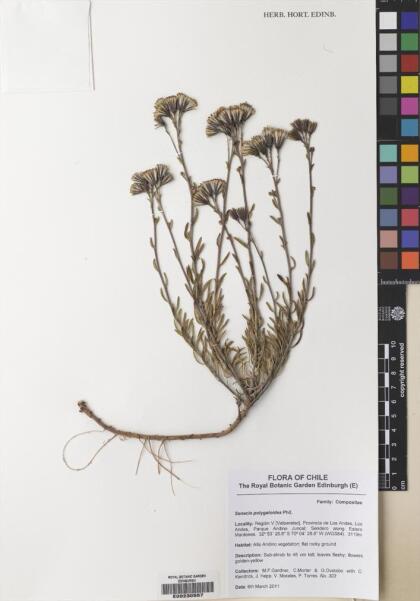Senecio polygaloides [Espécimen: ]