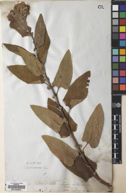 Pelseria otites [Espécimen: ]