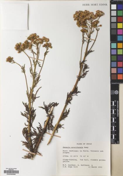 Senecio eruciformis [Espécimen: ]