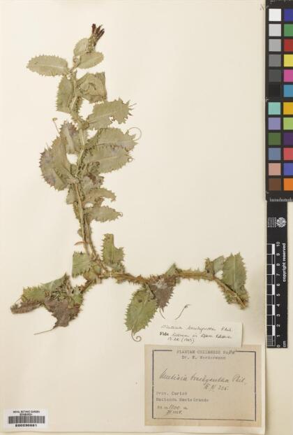 Mutisia brachyantha [Espécimen: ]