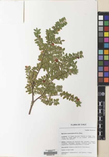 Myrteola nummularia [Espécimen: ]
