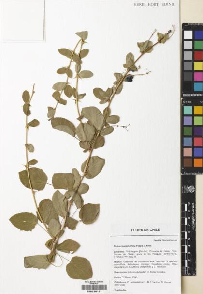Berberis rotundifolia [Espécimen: ]