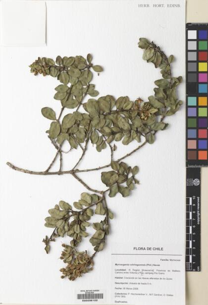 Myrceugenia colchaguensis [Espécimen: ]