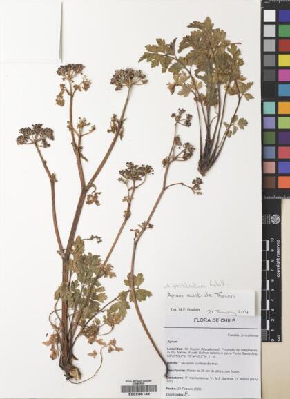 Apium prostratum [Espécimen: ]