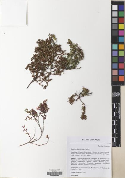 Gaultheria antarctica [Espécimen: ]