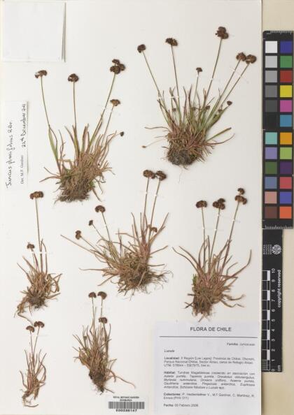 Juncus planifolius [Espécimen: ]