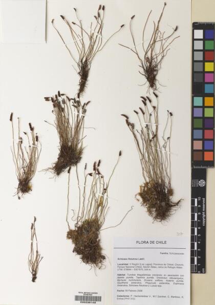 Microschizaea fistulosa [Espécimen: ]