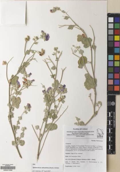 Sphaeralcea obtusiloba [Espécimen: ]
