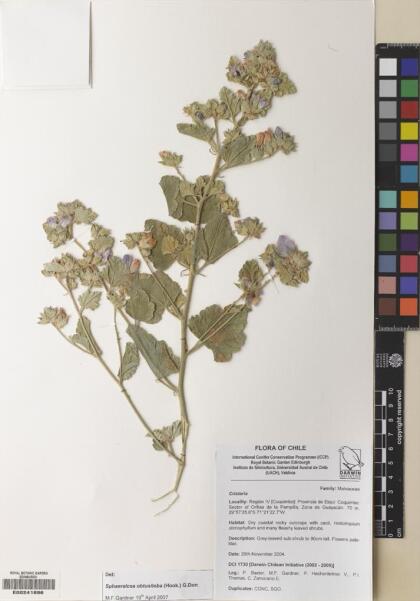 Sphaeralcea obtusiloba [Espécimen: ]