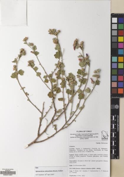 Sphaeralcea obtusiloba [Espécimen: ]