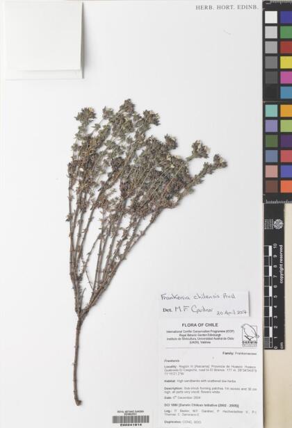 Frankenia chilensis [Espécimen: ]