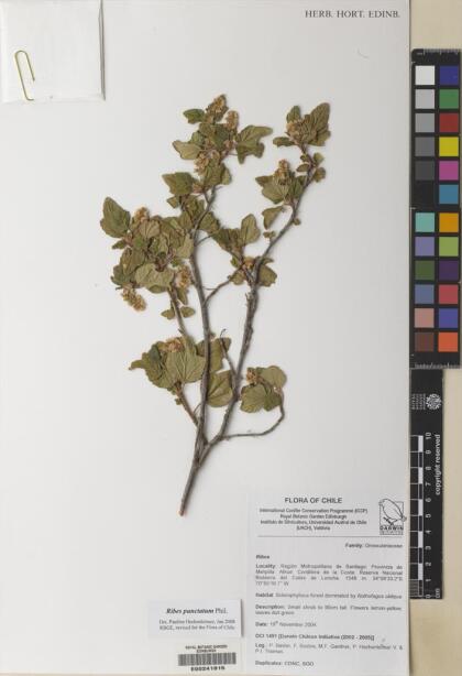 Ribes punctatum [Espécimen: ]