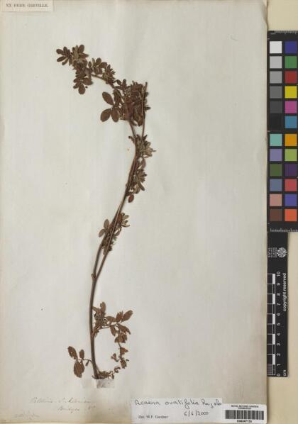 Acaena ovalifolia [Espécimen: ]