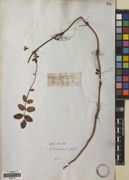Acaena ovalifolia [Espécimen: ]