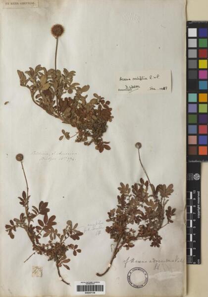 Acaena ovalifolia [Espécimen: ]