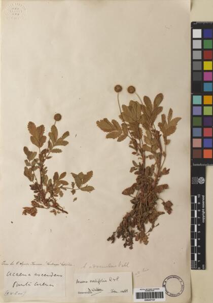 Acaena ovalifolia [Espécimen: ]