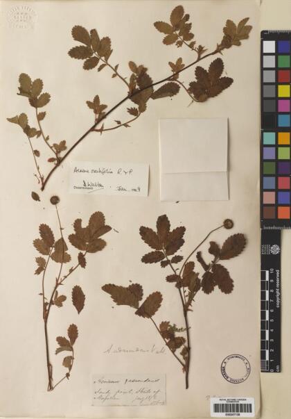 Acaena ovalifolia [Espécimen: ]