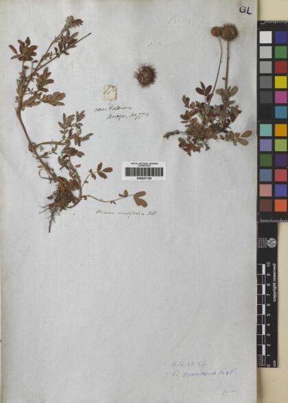 Acaena ovalifolia [Espécimen: ]