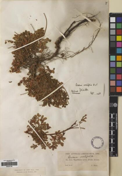 Acaena ovalifolia [Espécimen: ]