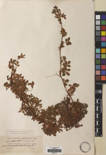 Acaena ovalifolia [Espécimen: ]