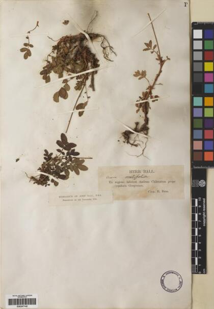 Acaena ovalifolia [Espécimen: ]