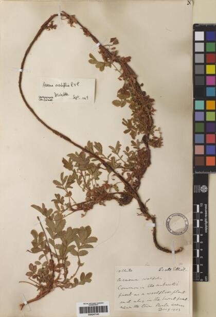 Acaena ovalifolia [Espécimen: ]