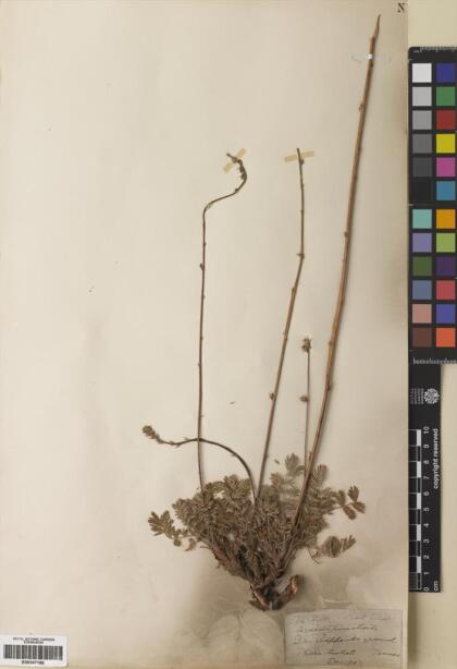 Acaena pinnatifida [Espécimen: ]