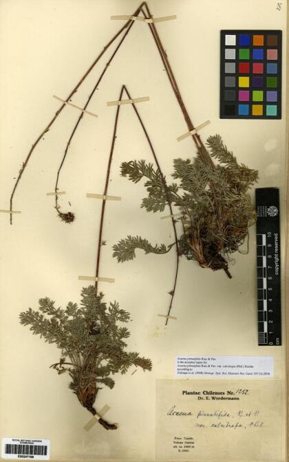 Acaena pinnatifida [Espécimen: ]