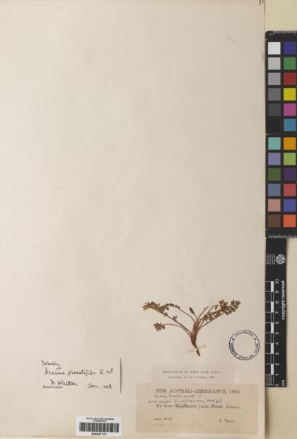 Acaena pinnatifida [Espécimen: ]