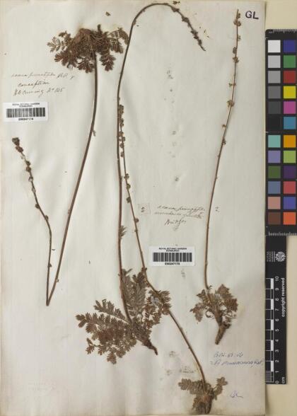 Acaena pinnatifida [Espécimen: ]