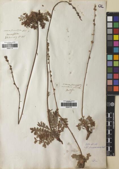Acaena pinnatifida [Espécimen: ]