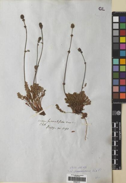Acaena pinnatifida [Espécimen: ]