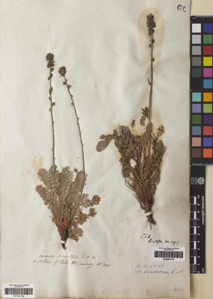 Acaena pinnatifida [Espécimen: ]