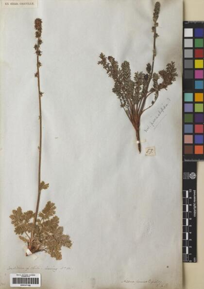 Acaena pinnatifida [Espécimen: ]