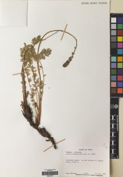 Acaena pinnatifida [Espécimen: ]