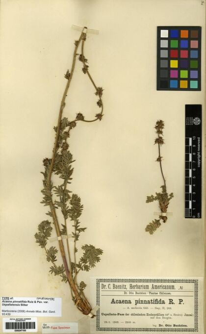 Acaena pinnatifida [Espécimen: ]