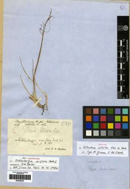 Ortachne rariflora [Espécimen: ]