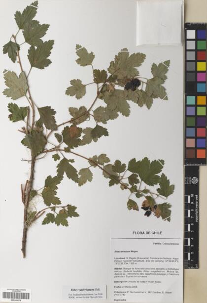 Ribes valdivianum [Espécimen: ]