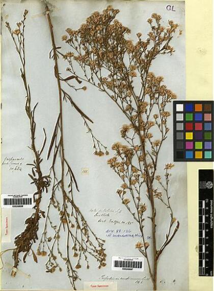 Symphyotrichum squamatum [Espécimen: ]