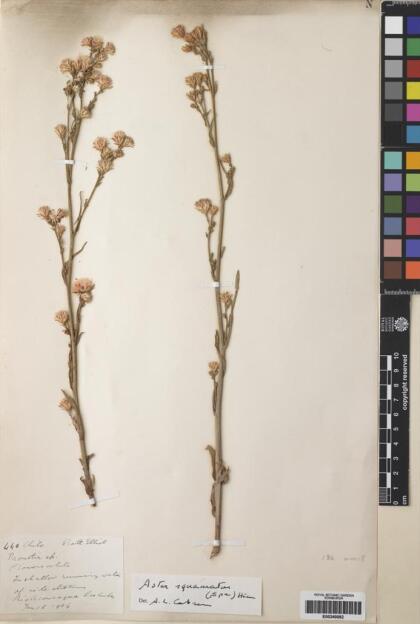 Symphyotrichum squamatum [Espécimen: ]