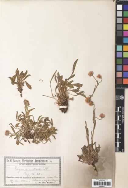Erigeron andicola [Espécimen: ]