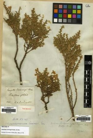 Anarthrophyllum cumingii [Espécimen: ]